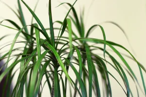 Dragon Plant