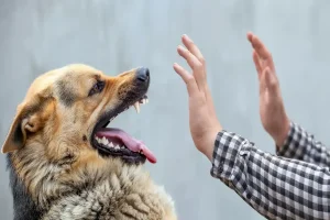 Dog Bite Injuries