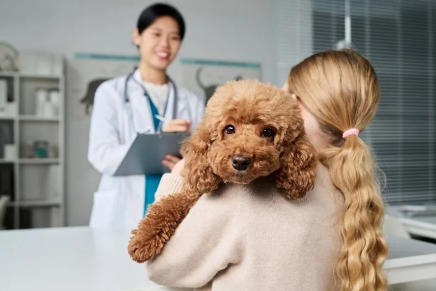 The Importance Of Routine Screenings For Older Pets’ Heart Health