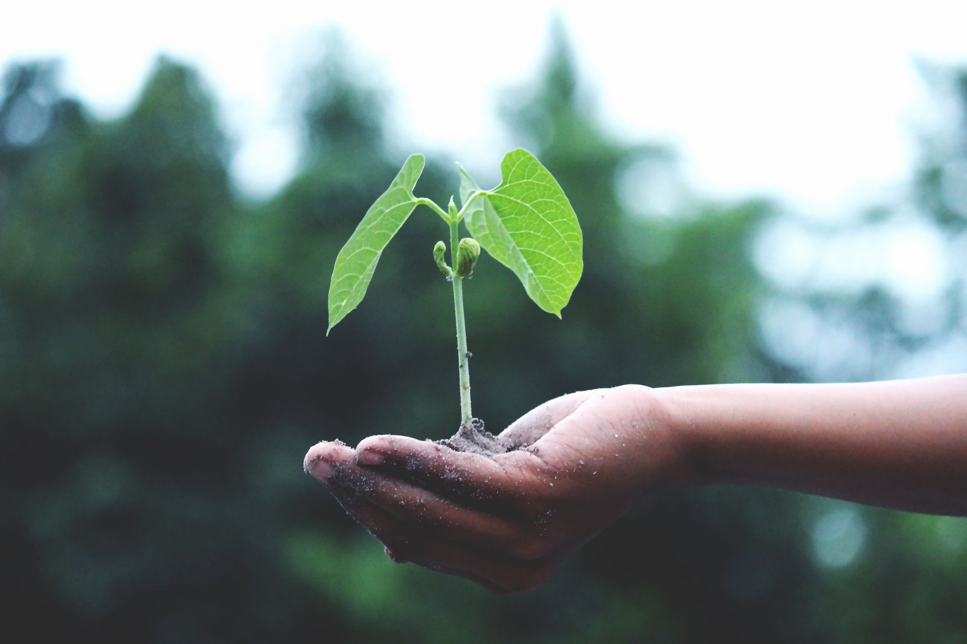 The Growing Importance Of Technology In Accounting Firms