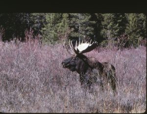Autumn wildlife in Yellowstone changes fast as the season moves