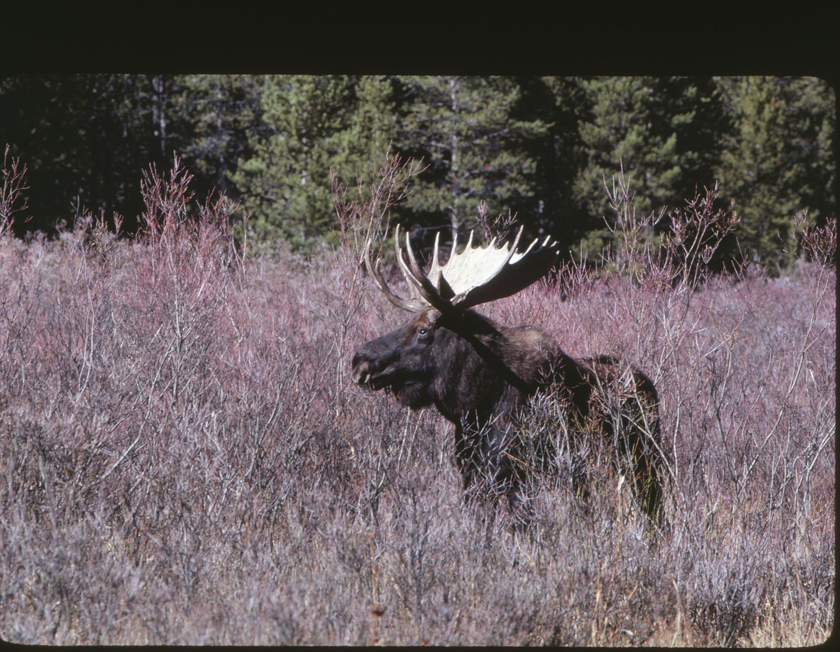 Autumn wildlife in Yellowstone changes fast as the season moves