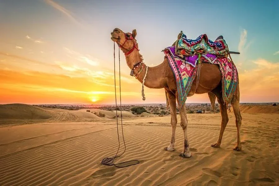 Jaisalmer Travel Itinerary: 2 Days of Forts, Desert Adventures, Culture & Golden City Experiences